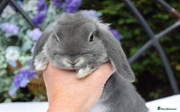 Mini Lop rabbits for sale: Beautiful pure mini lop boy - Image 5