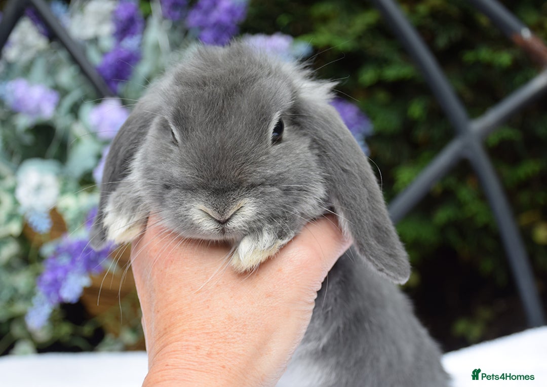 Mini Lop rabbits for sale: Beautiful pure mini lop boy - Image 5