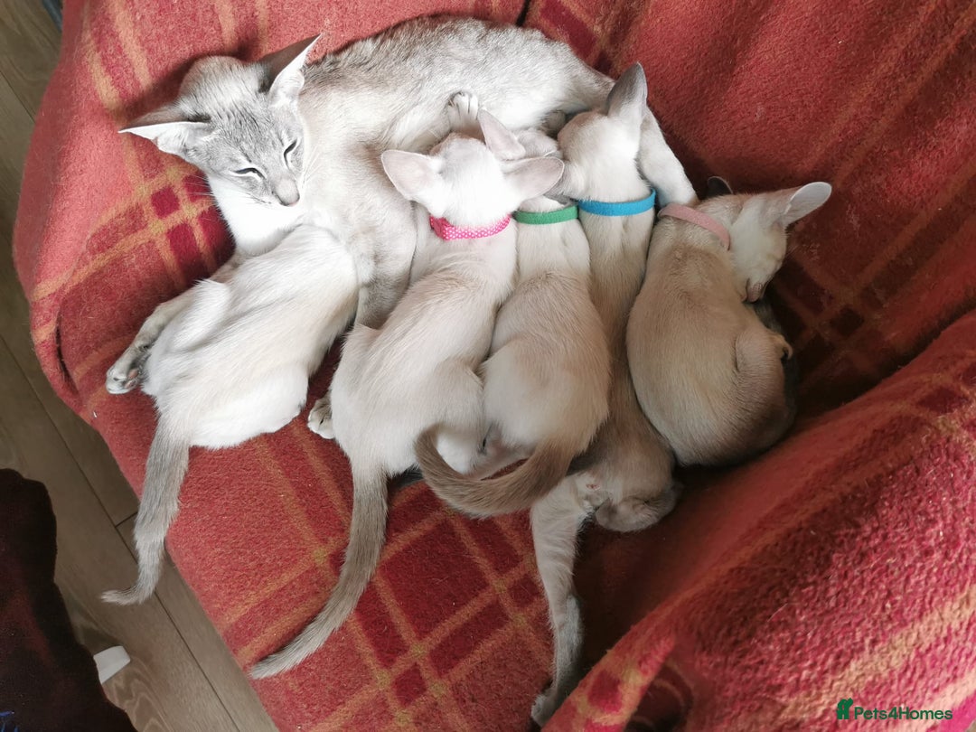 Siamese cats for sale: Pedigree Siamese Kittens for sales - Image 4