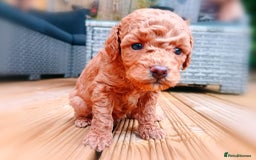 Toy Poodle dogs for sale: Charming Toy Poodle Puppies - Image 7
