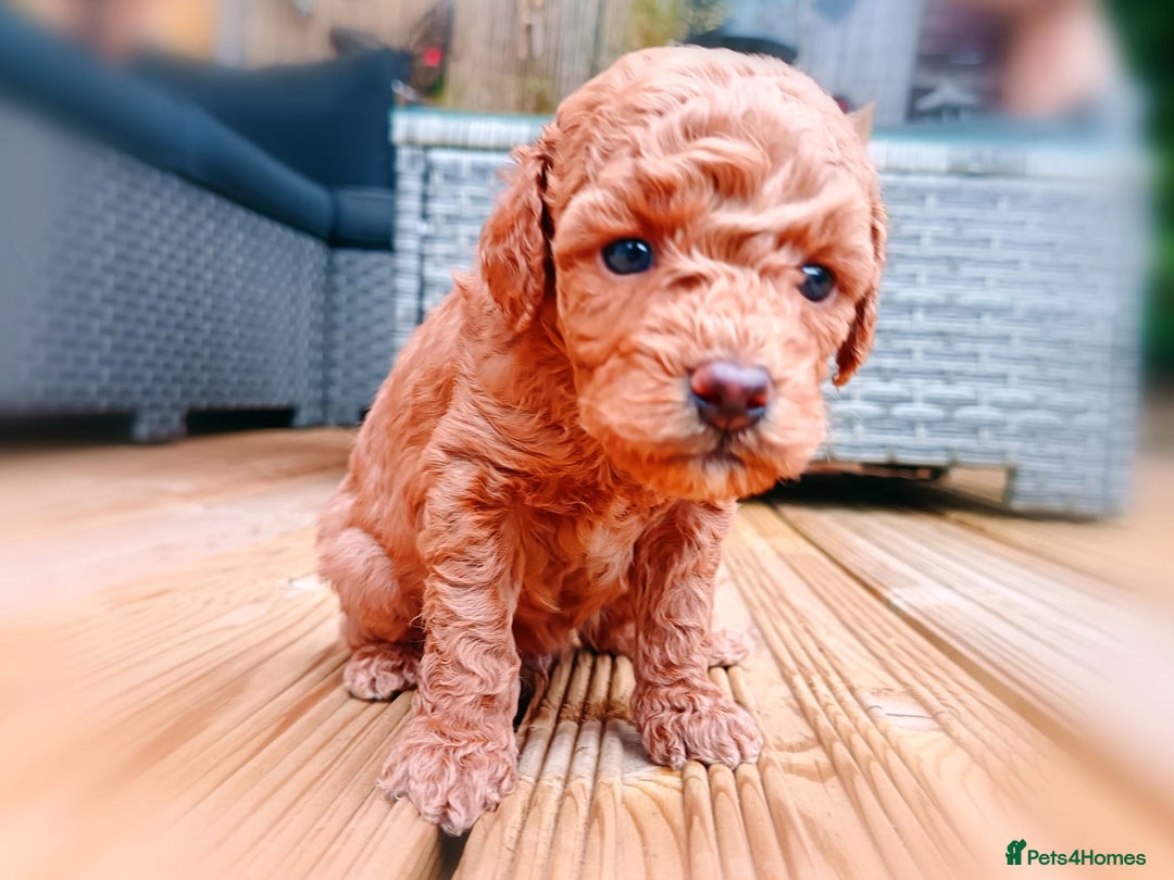 Toy Poodle dogs for sale: Charming Toy Poodle Puppies - Image 7