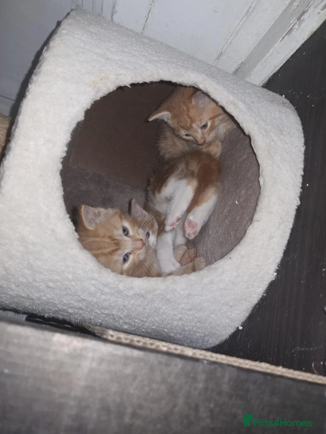 Mixed Breed cats for sale: Kittens for sale  - Advert 2