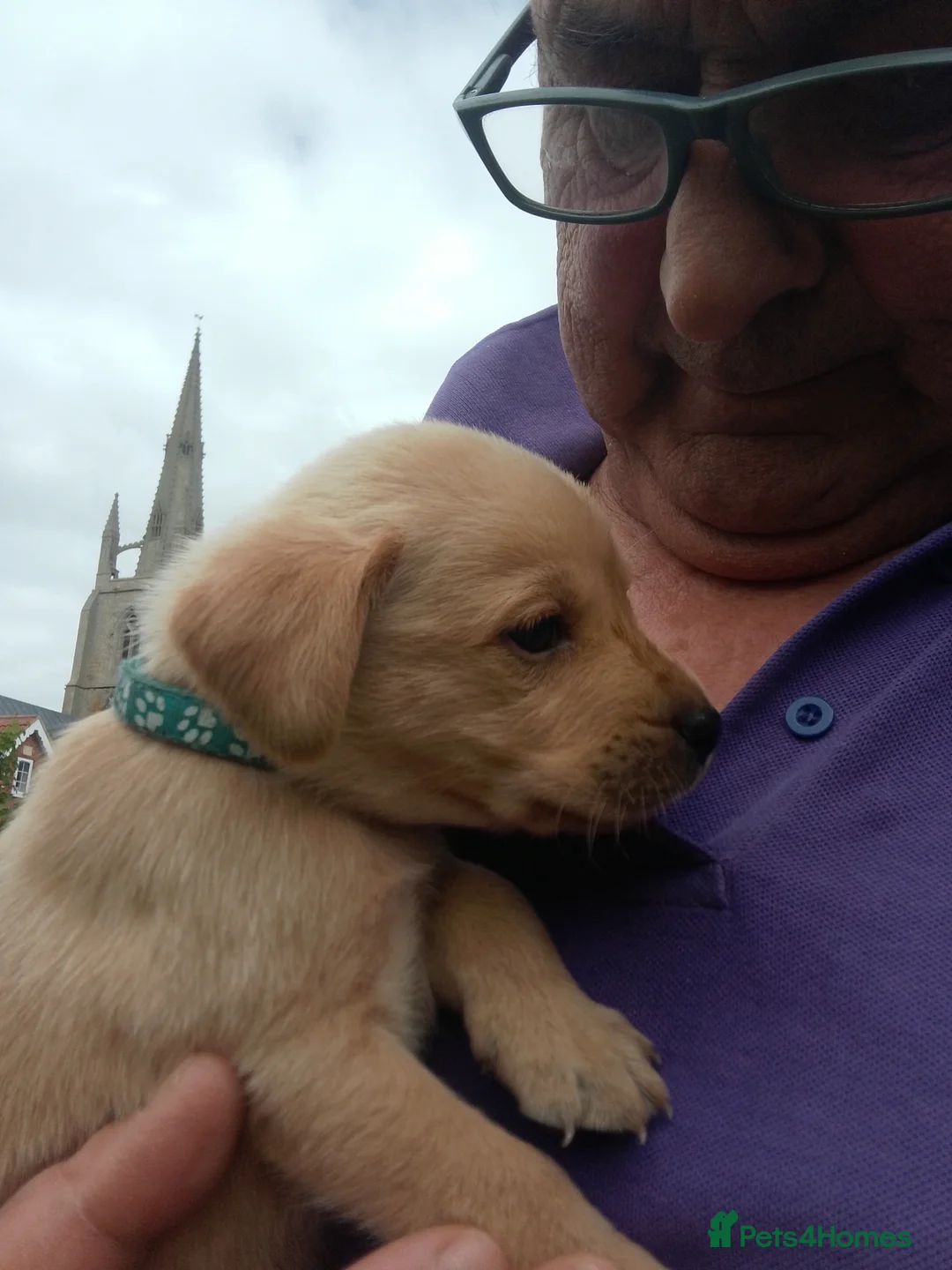 Labrador Retriever dogs for sale: Labrador Puppies  - Advert 1