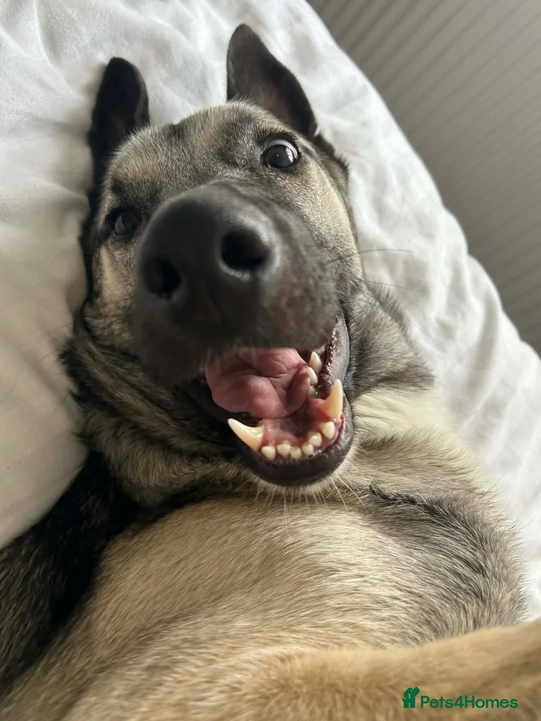 Mixed Breed dogs for sale: ⭐ Energetic 2-Year-Old Mali x German Shepherd ⭐ in Hereford - Advert 5