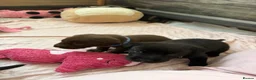 Labrador Retriever dogs for sale: Beautiful Chocolate & Black Labrador Puppies in Torquay - Advert 8