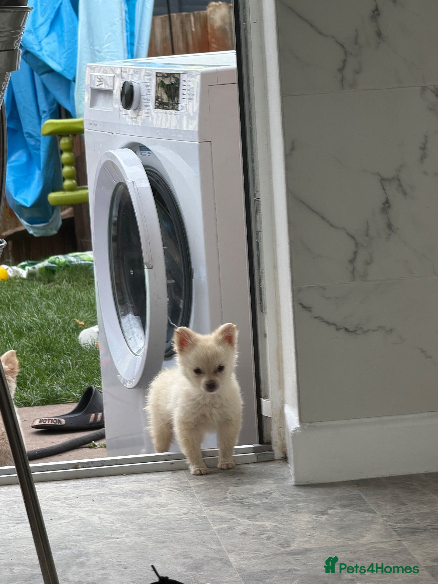 Pomchi dogs Pomeranian/chihuahua micro pups - Advert 16