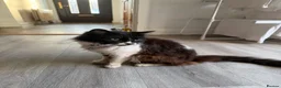 Mixed Breed cats for sale: Asta the Cat - Advert 6