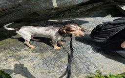 Cocker Spaniel dogs for stud: Cocker spaniel for stud in Wednesbury - Image 6