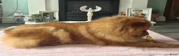 Chow Chow dogs for sale: Chow chow female  - Advert 5