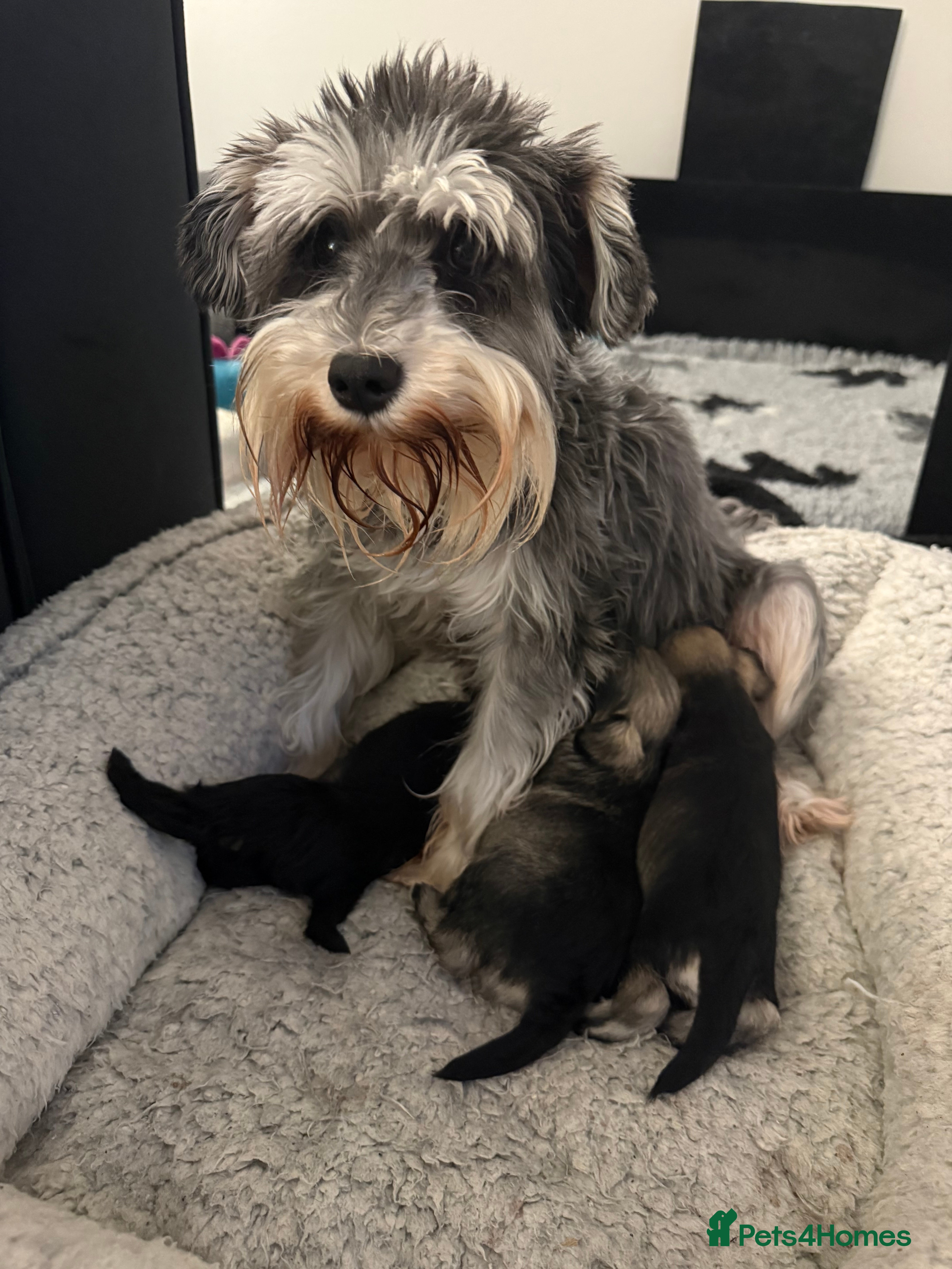 Miniature Schnauzer dogs Miniature schnauzers  - Advert 3