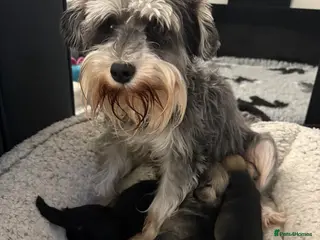 Miniature Schnauzer dogs Miniature schnauzers - Advert 3