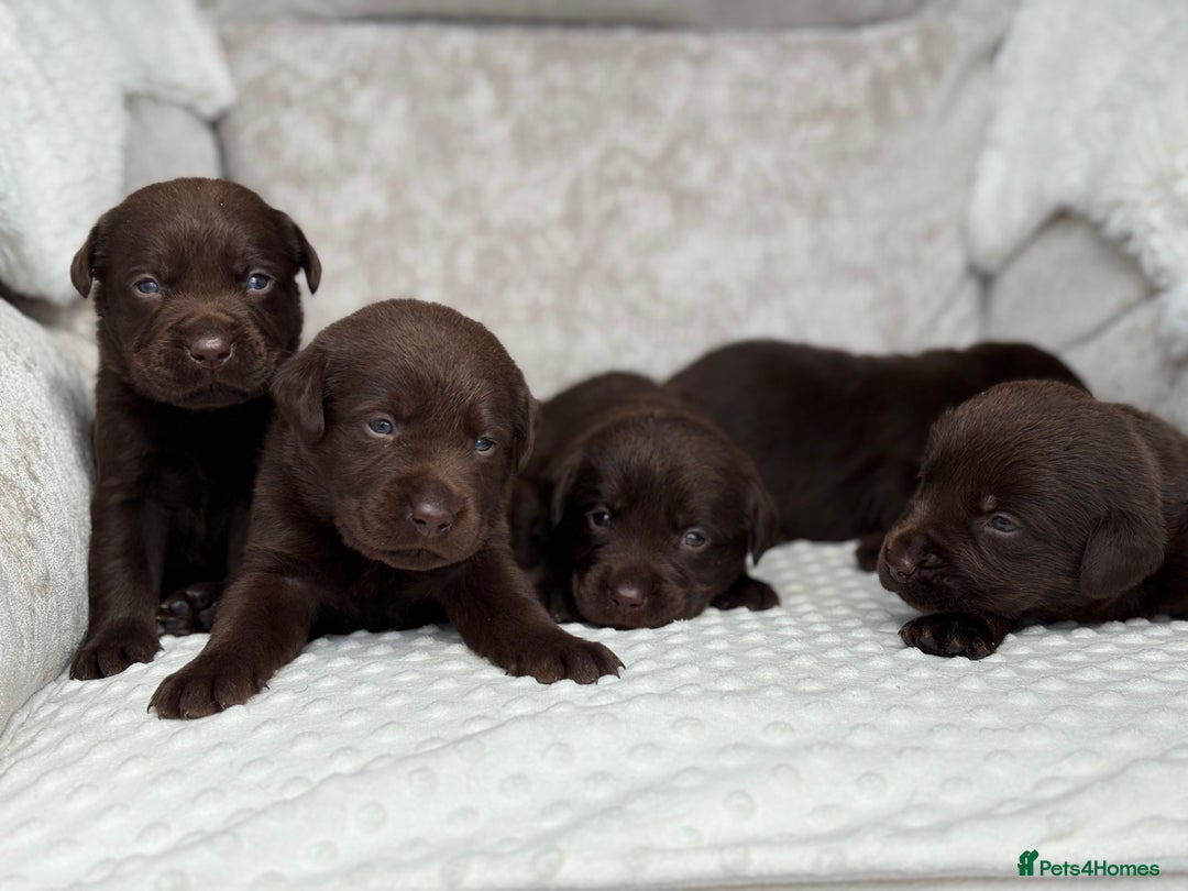 Labrador Retriever dogs for sale: Stunning chocolate Labrador’s with silver jeans  - Image 23