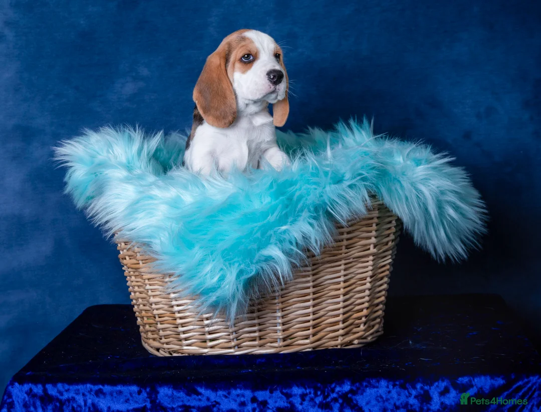 Beagle dogs for sale: CH Sired, Fully Health Tested, KC Reg, Beagle Pups - Advert 33