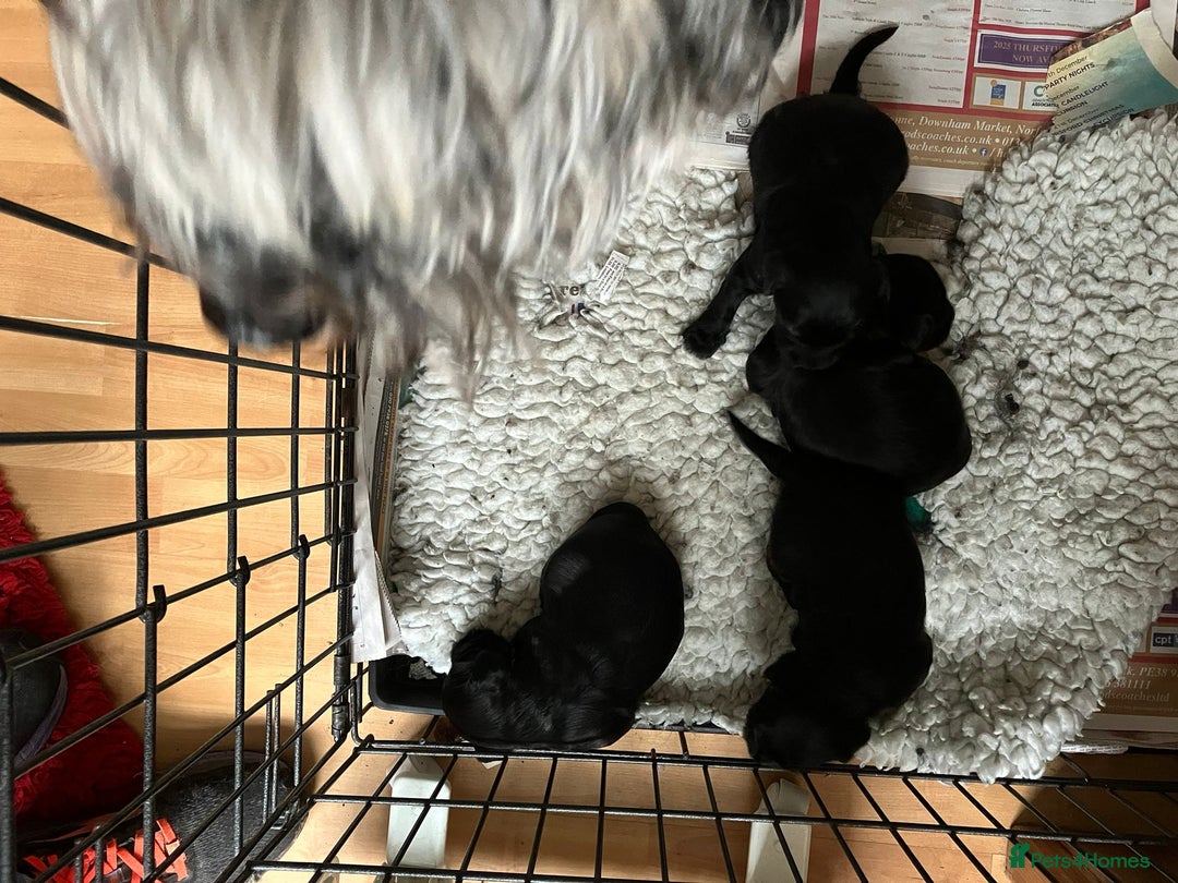 Tibetan Terrier dogs for sale: Litter of 4 Pinrow KC Tibetan Terrier puppies - Advert 3