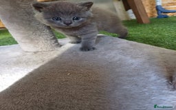British Shorthair cats for sale: Mery klarnetadzhieva  - Image 3