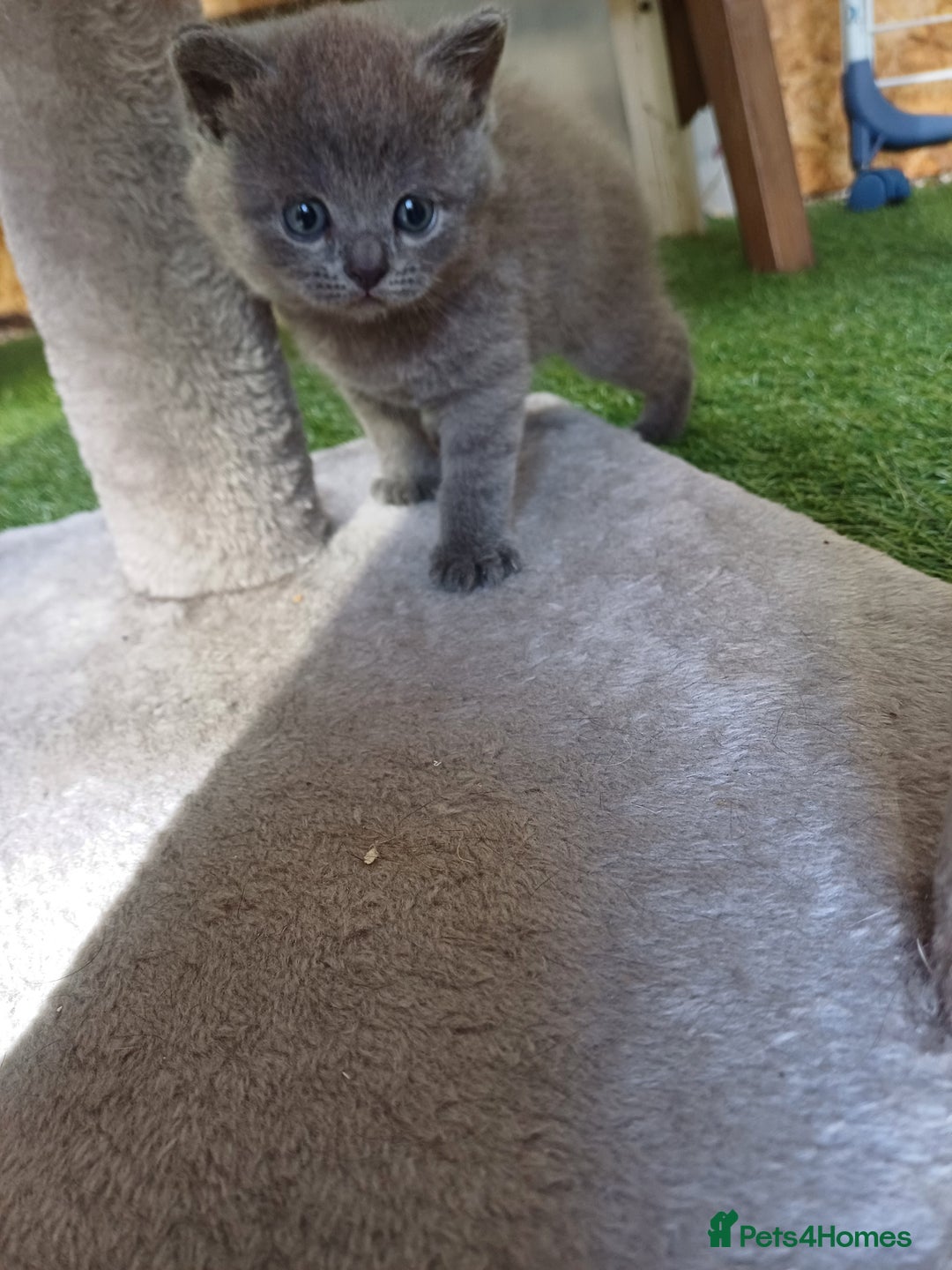 British Shorthair cats for sale: Mery klarnetadzhieva  - Image 3