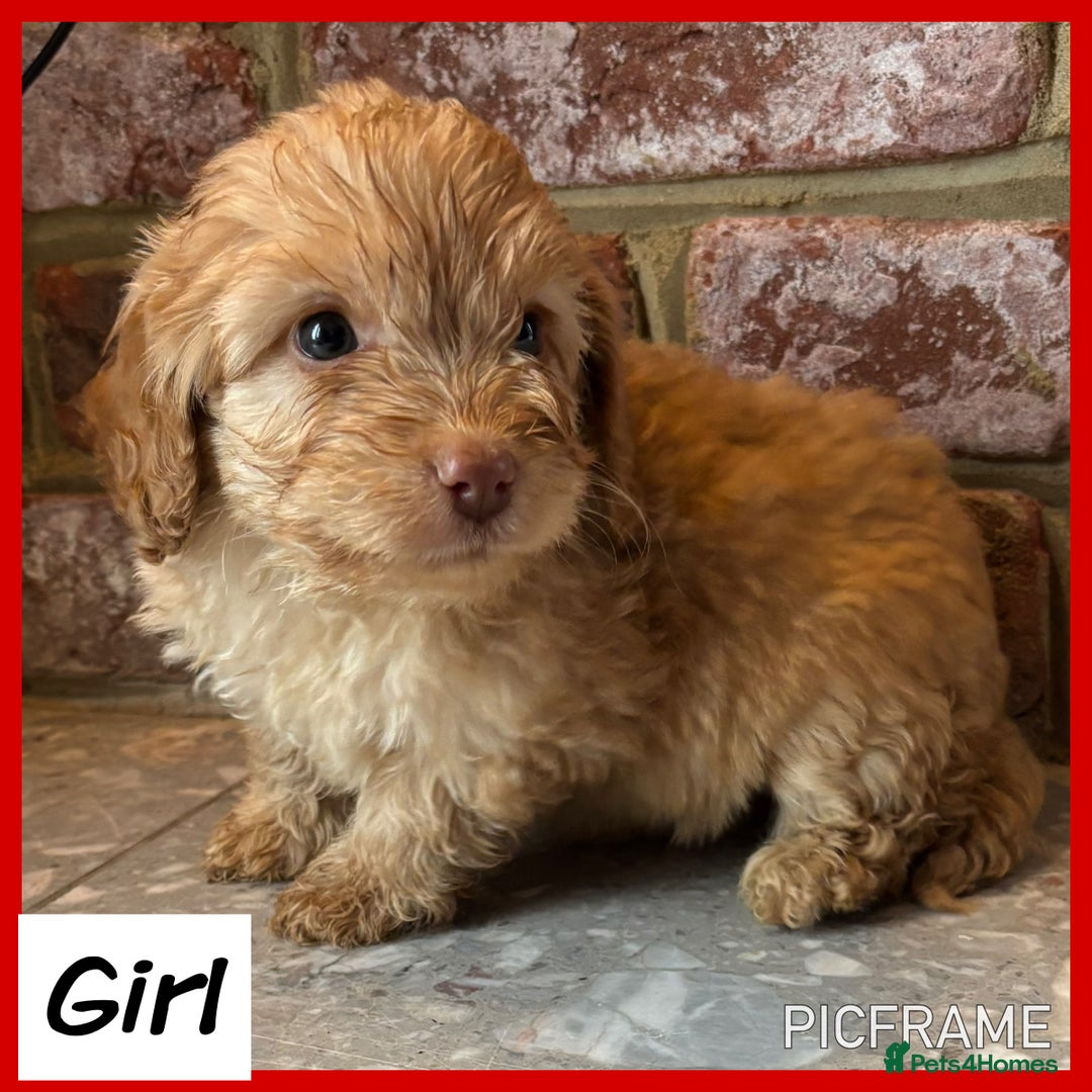 Cockapoo dogs for sale: 💙💗OUTSTANDING F1B COCKAPOOS💗💙 ready 16th jan - Advert 11