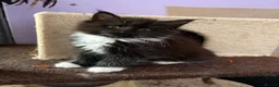 Maine Coon cats for sale: 4 Stunning pure Maine Coon Kittens - Advert 16