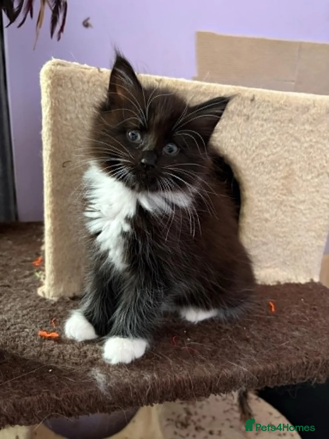 Maine Coon cats for sale: 4 Stunning pure Maine Coon Kittens - Advert 16