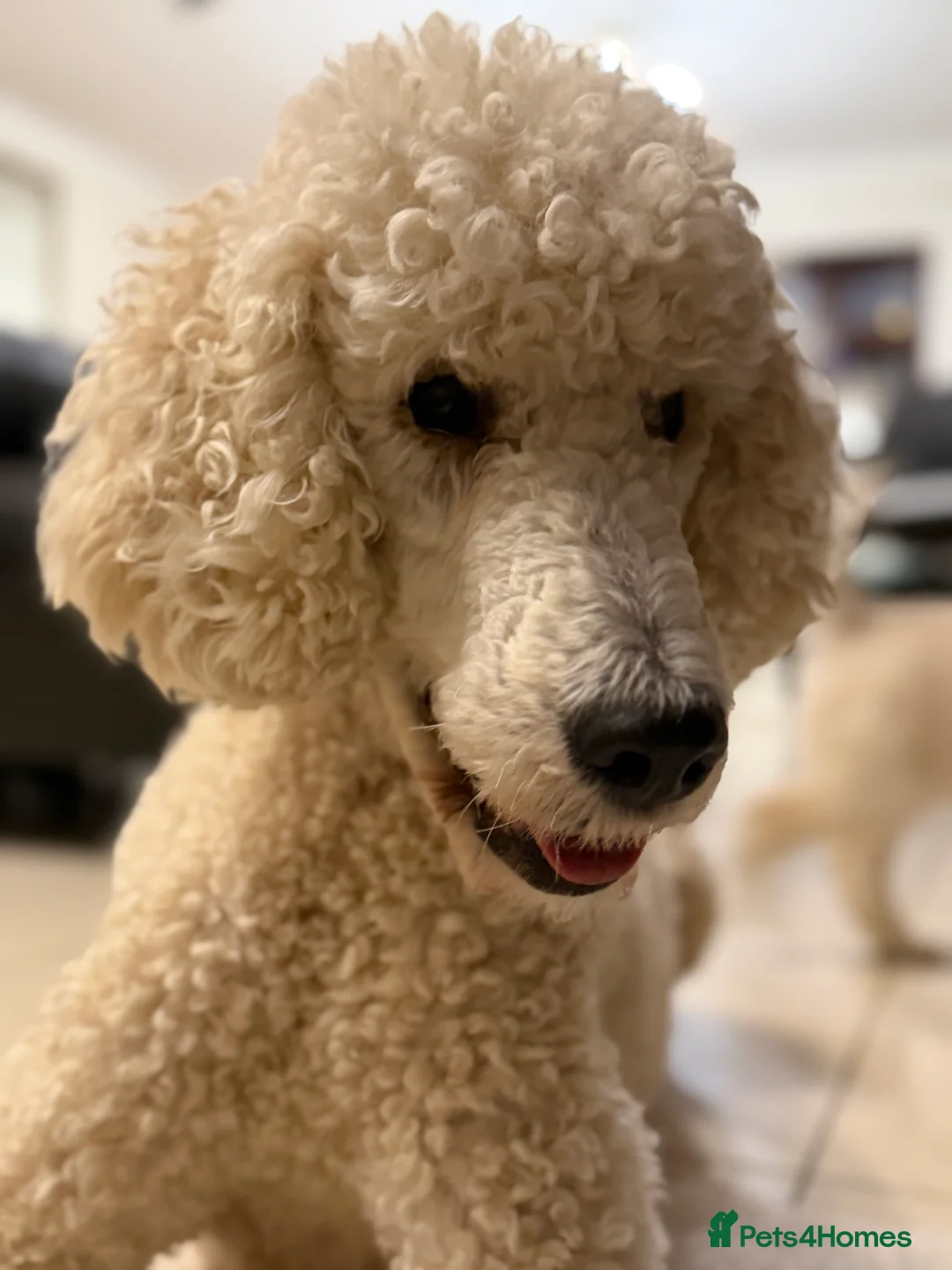 Goldendoodle dogs for sale: Stunning F1 Standard Goldendoodle Puppies - Advert 32