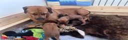 Rhodesian Ridgeback dogs for sale: Rhodesian Ridgeback girls looking for loving homes in Portsmouth - Advert 16