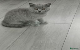 Scottish Fold cats for sale: Scottish fold - Image 3