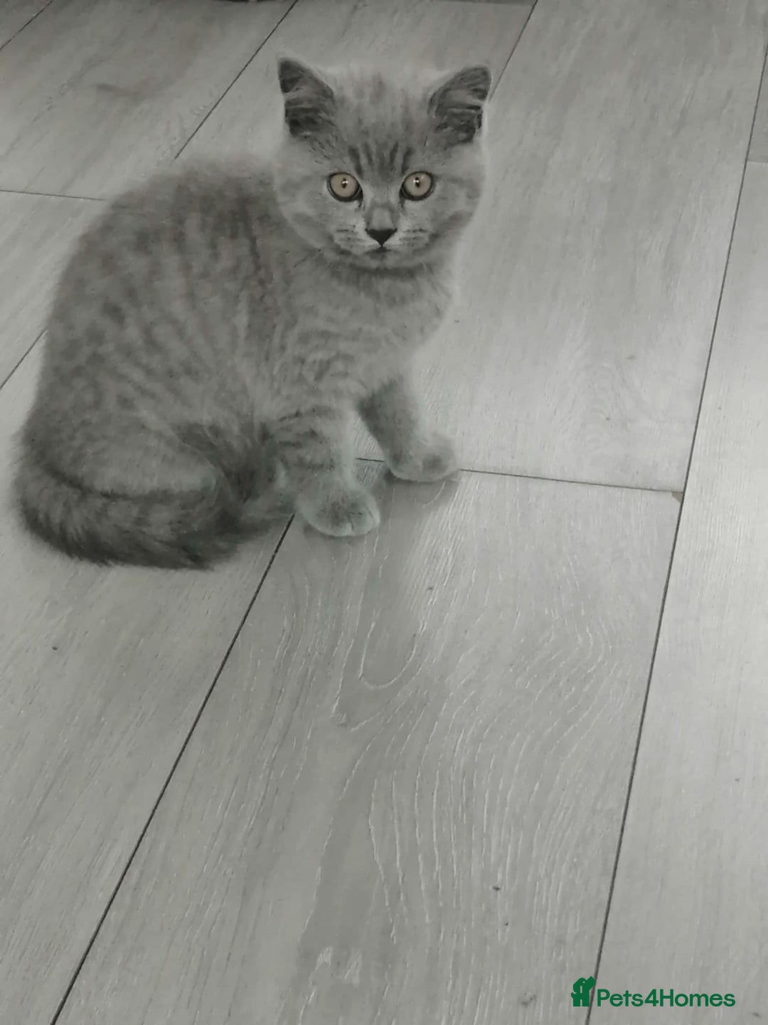 Scottish Fold cats for sale: Scottish fold - Image 3