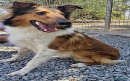 Rough Collie dogs for adoption: Brin is looking for a loving home - Advert 7