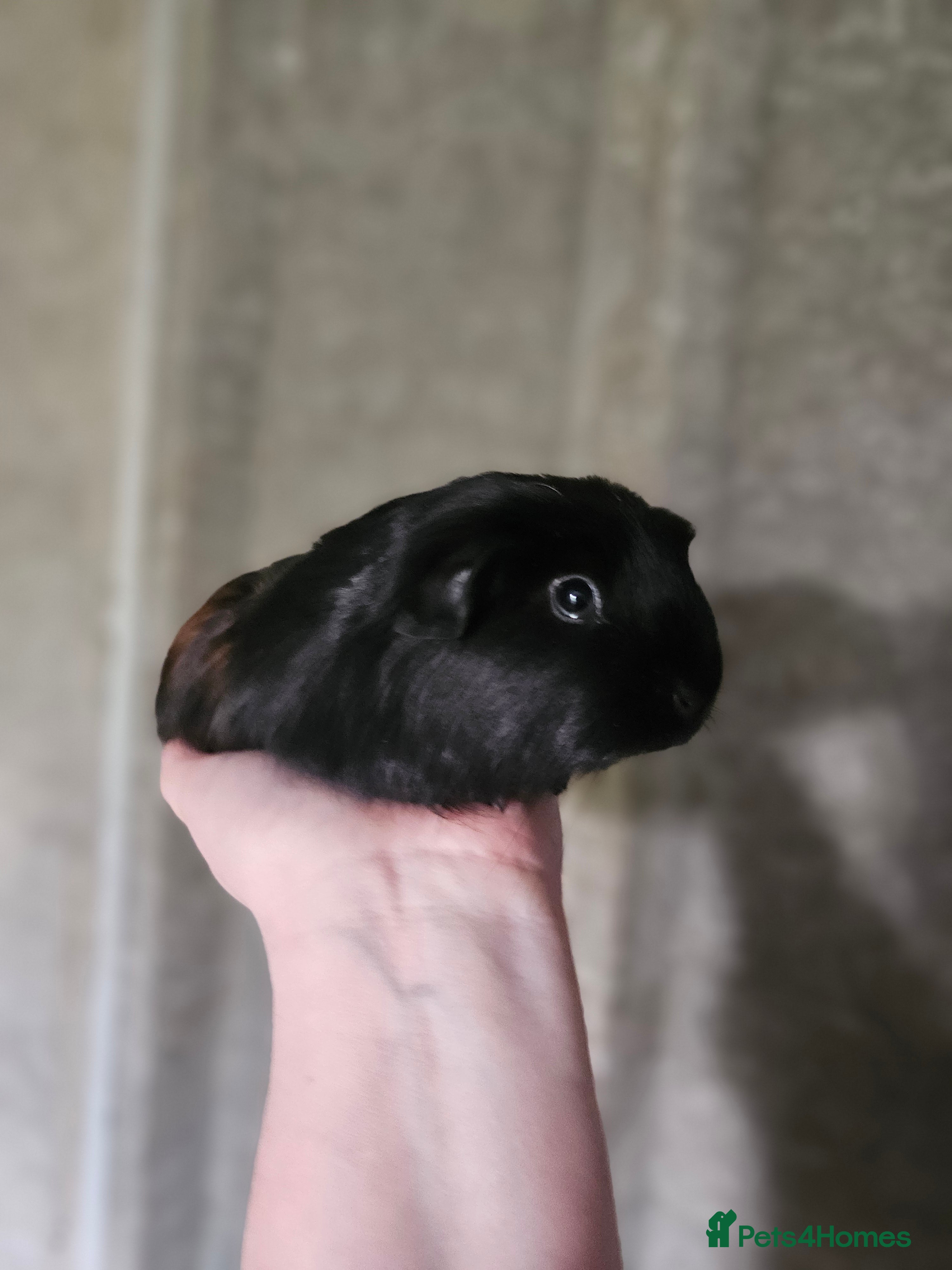 Guinea Pig rodents 2 female guinea pigs for sale - Advert 1