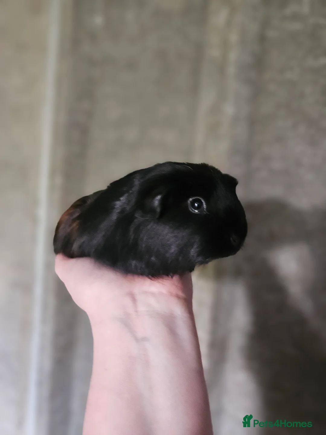 Guinea Pig rodents for sale: 2 female guinea pigs for sale - Advert 1