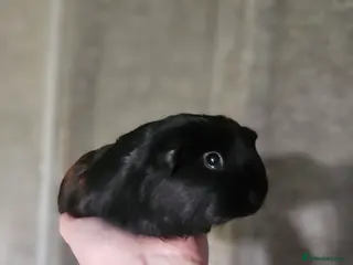 Guinea Pig rodents 2 female guinea pigs for sale - Advert 1