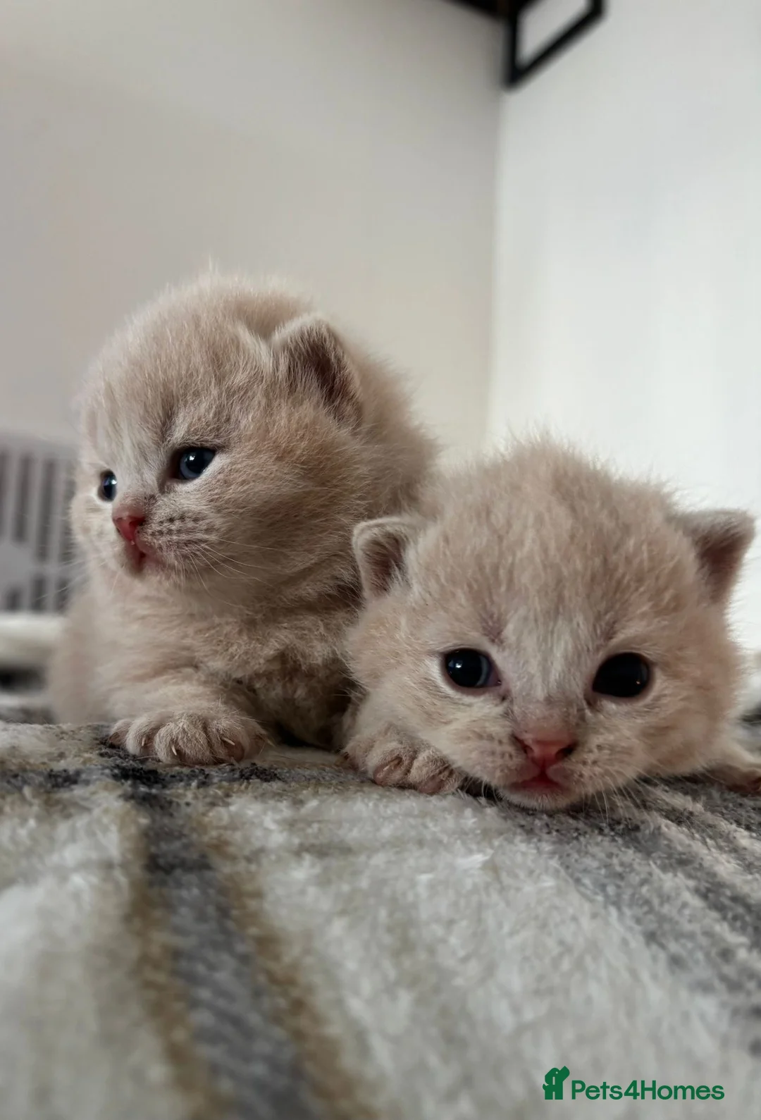 British Shorthair cats for sale: British shorthair kittens.  - Advert 16
