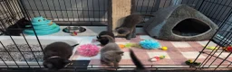 Domestic Shorthair cats for sale: Beautiful playful kittens  in Wolverhampton - Advert 11