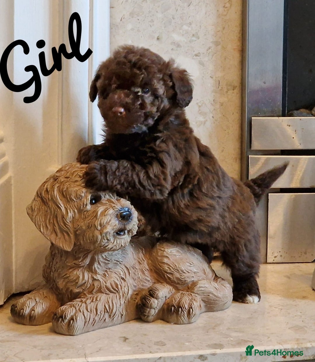 Mixed Breed dogs for sale: Westipoo pups - Advert 3