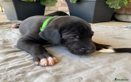 Great Dane dogs for sale: Re-home our 7 week old Great Dane Pups - Image 5