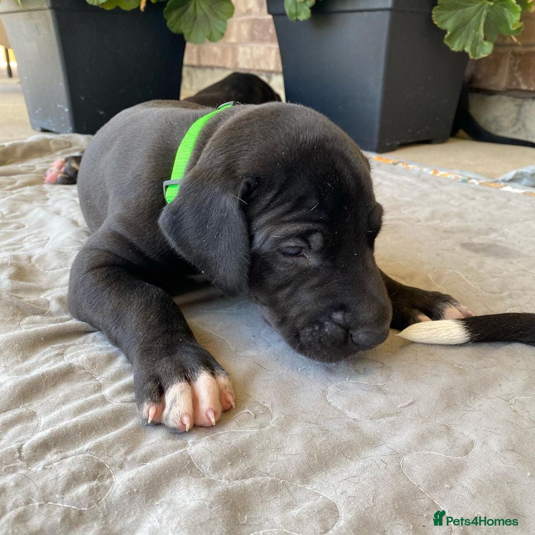 Great Dane dogs for sale: Re-home our 7 week old Great Dane Pups - Image 5