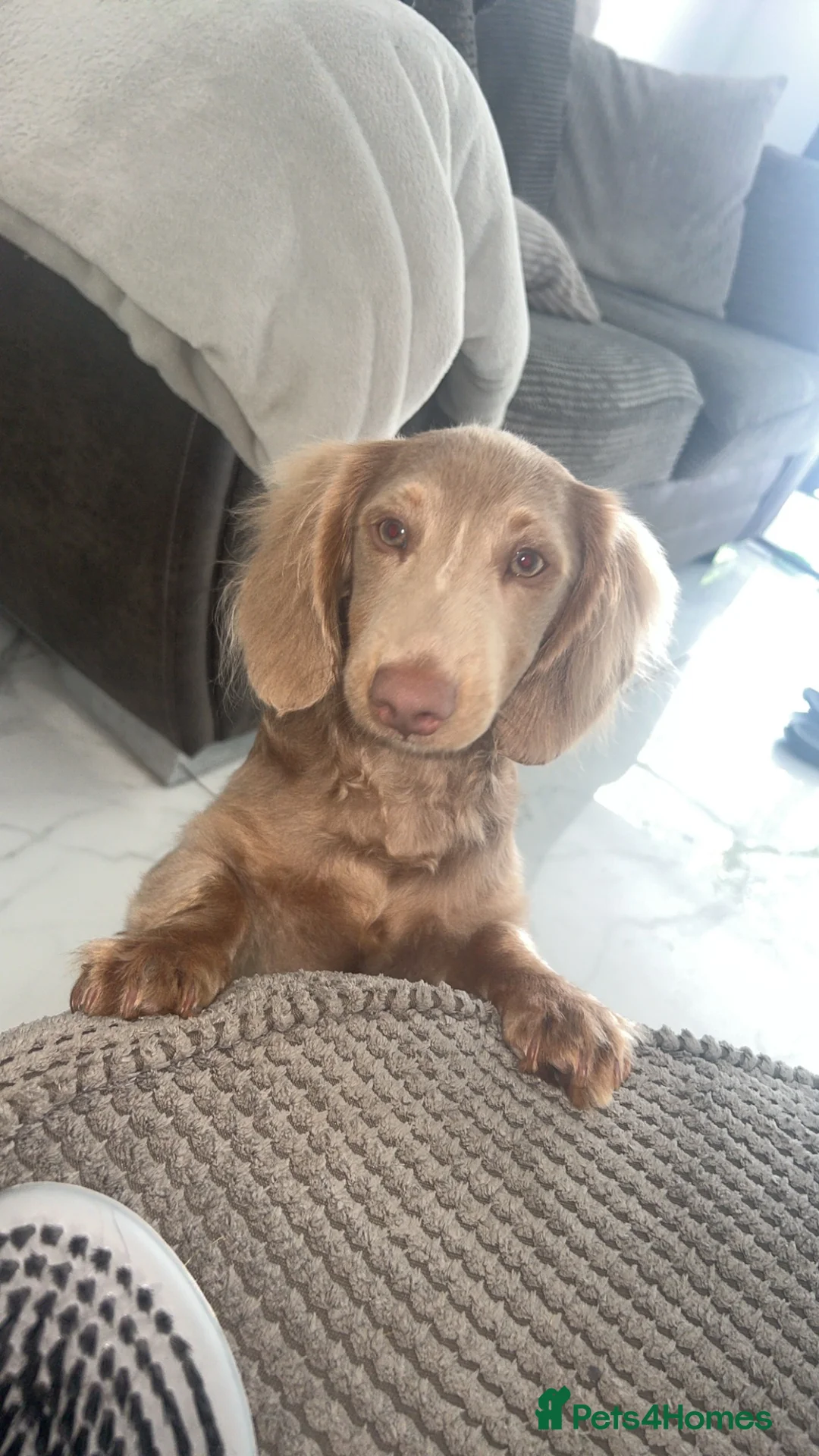 Miniature Dachshund dogs for sale: Miniature Dachshund Puppies for Sale  - Advert 8