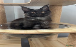 Maine Coon cats for sale: black smoke female  - Image 15