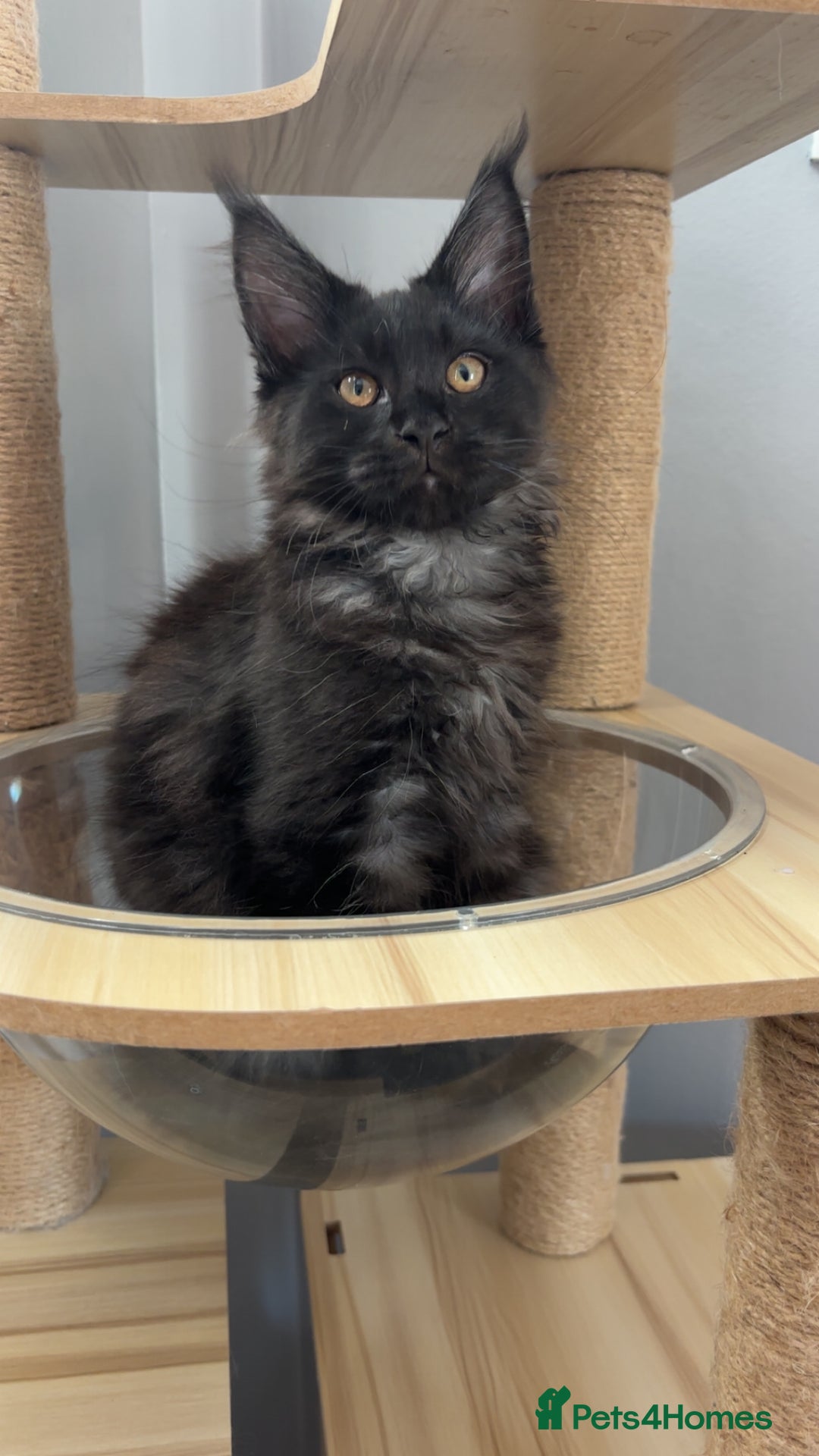 Maine Coon cats for sale: black smoke female  - Image 15