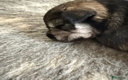 Miniature Schnauzer dogs for sale: 5*KC MINIATURE SCHNAUZER PUPPIES  - Image 9