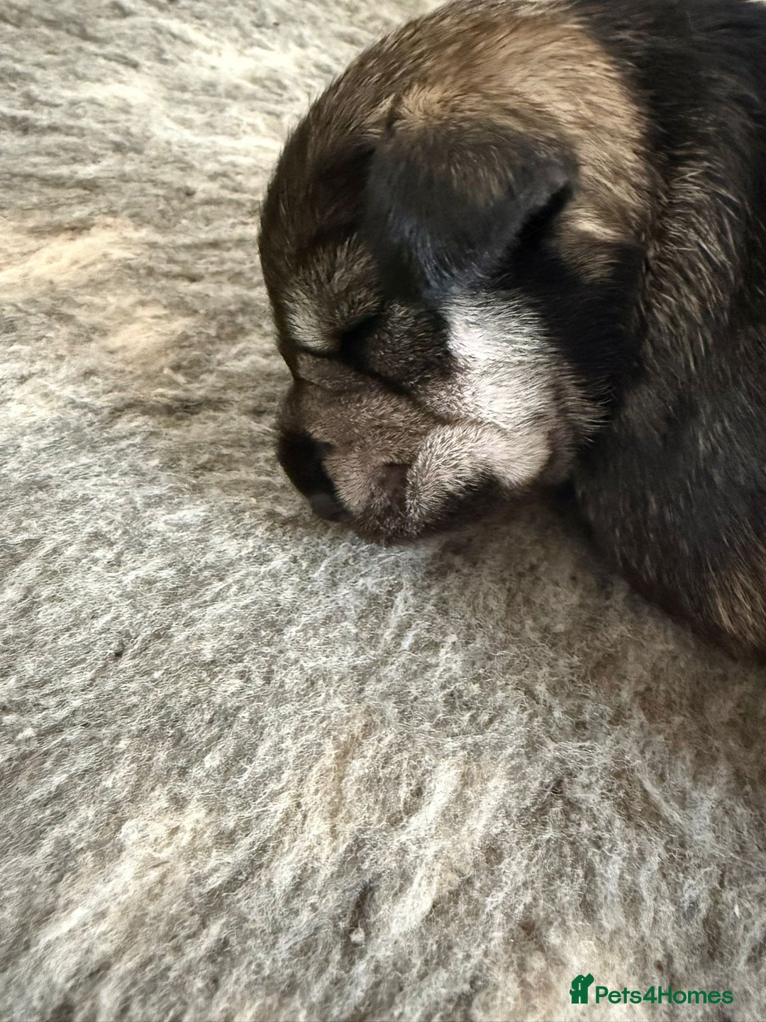 Miniature Schnauzer dogs for sale: 5*KC MINIATURE SCHNAUZER PUPPIES  - Image 9