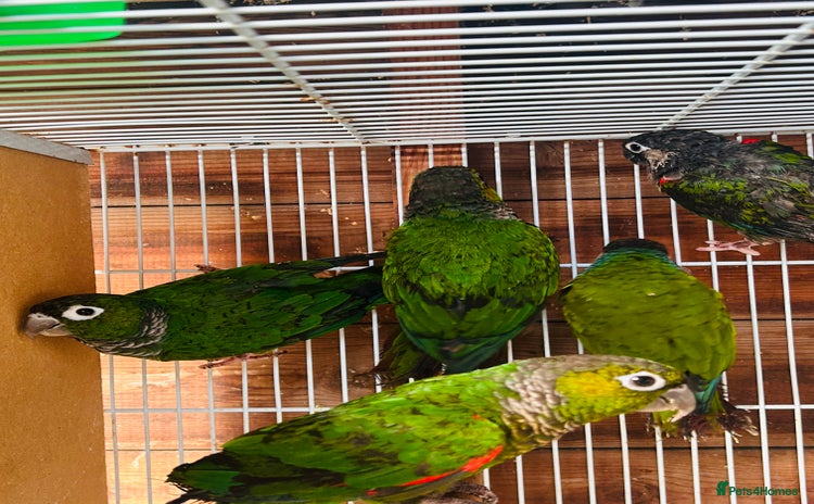 Conures birds - Advert 2