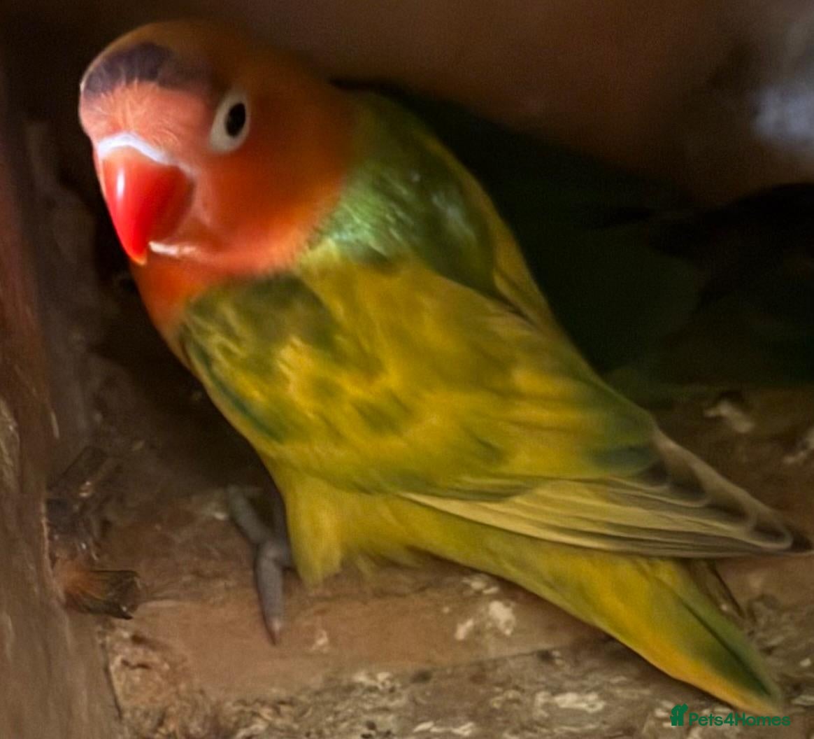 Lovebirds birds for sale: 🌟Baby Love birds | 7 weeks old | Hand Fed in York - Advert 2