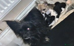 Chihuahua dogs for sale: Small chihuahua puppies  - Advert 4