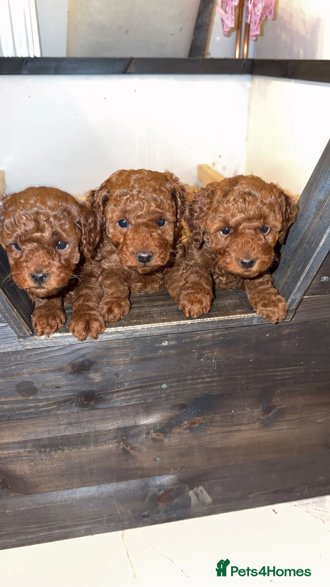 Miniature Poodle dogs for sale: Fox red miniature poodles  - Advert 2