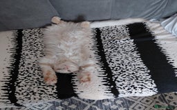 Maine Coon cats for sale: 💖 Maine Coon Kitten Boy Looking for a new home  - Image 8