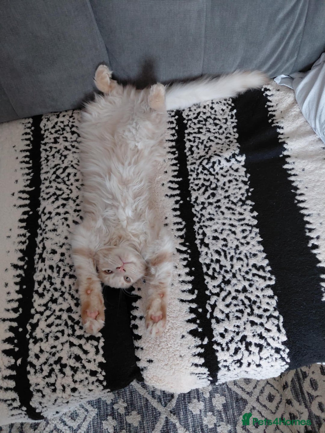Maine Coon cats for sale: 💖 Maine Coon Kitten Boy Looking for a new home  - Image 8
