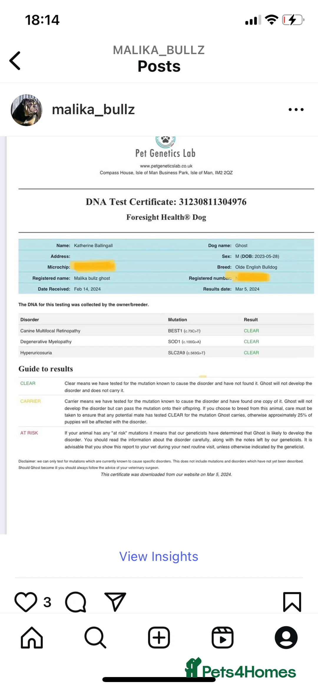 Olde English Bulldogge dogs for stud: Proven fluffy gene carrier health tested  - Advert 10