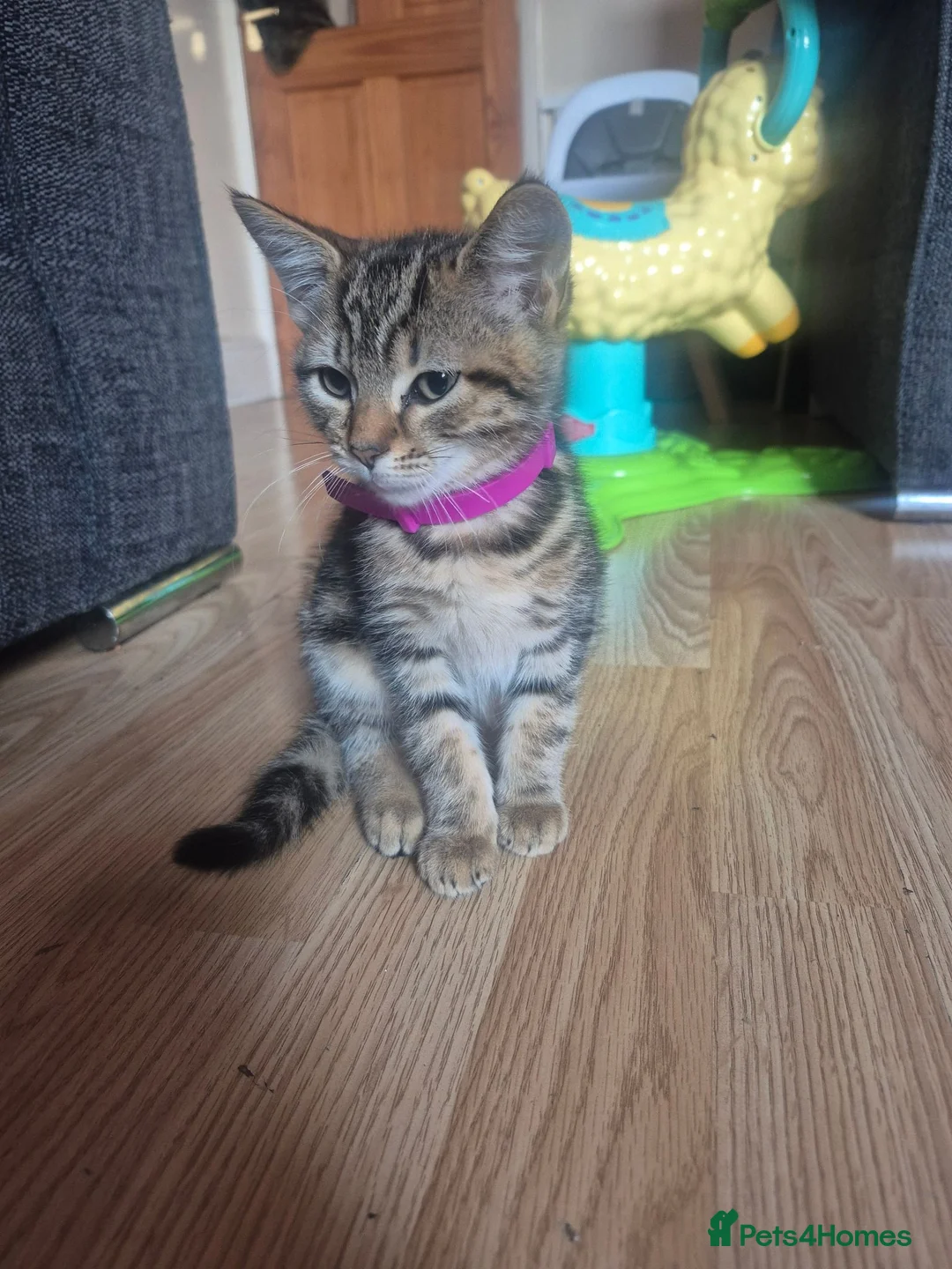 Ragdoll cats for sale: Kitten  in Cleethorpes - Advert 1
