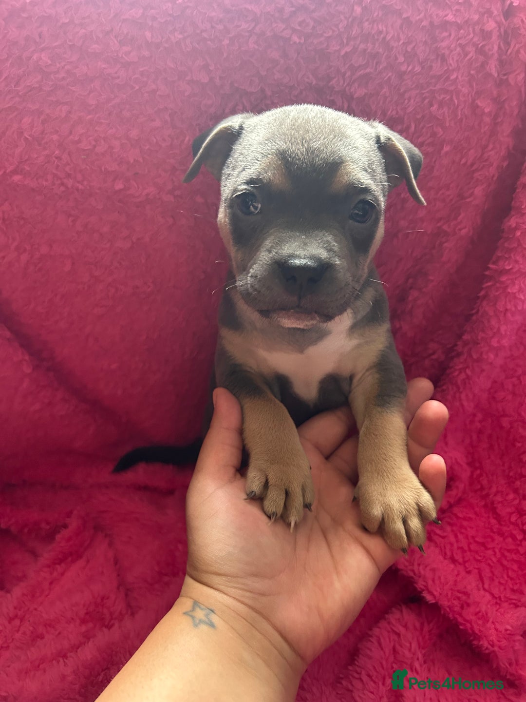 Mixed Breed dogs for sale: Beautiful chunky bully cross staffy pups tri /fawn - Image 1